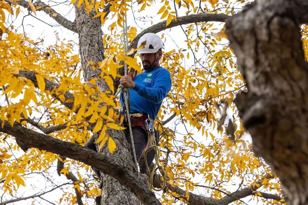 Skilled Tree Pruning crew working in Southaven